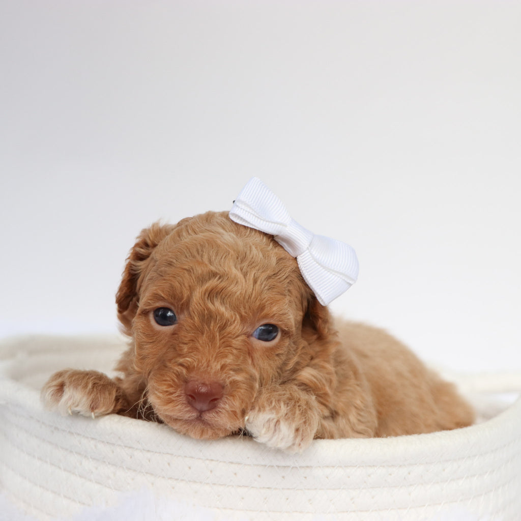 Melissa - Available 9/10