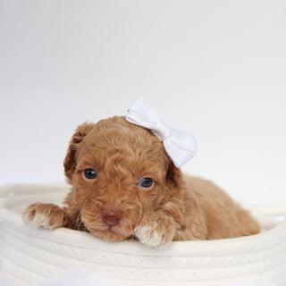 Melissa - Available 9/10