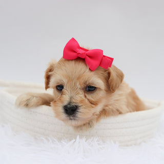 Millie - Available 9/17