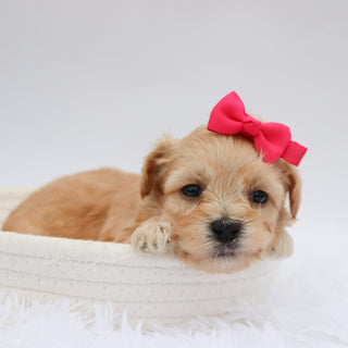 Millie - Available 9/17