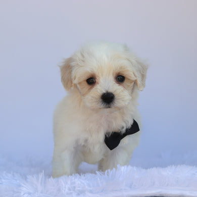 Milton - Available 7/9