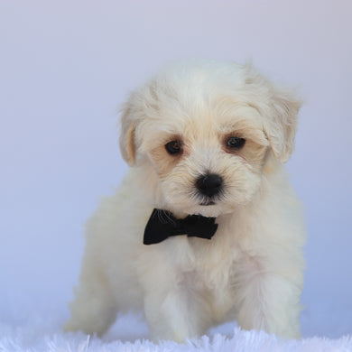 Milton - Available 7/9