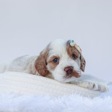Mindy - Available 7/30