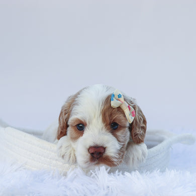 Mindy - Available 7/30
