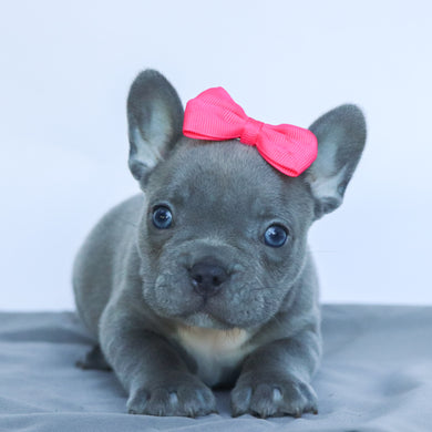 Minnie - Available 9/10
