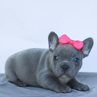 Minnie - Available 9/10