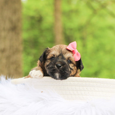 Minnie - Available 6/18