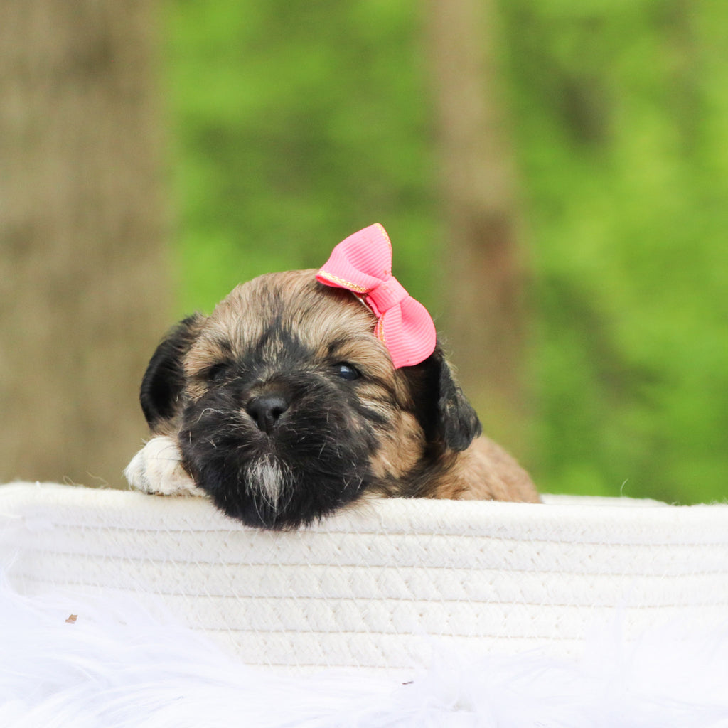 Minnie - Available 6/18