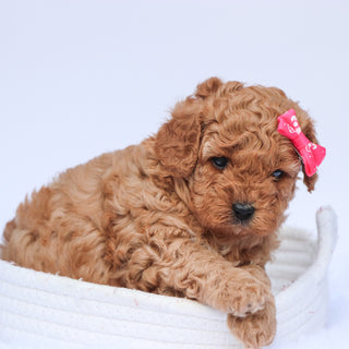 Molly - Available 7/23