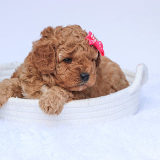 Molly - Available 7/23