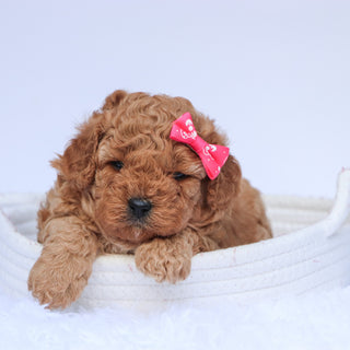 Molly - Available 7/23