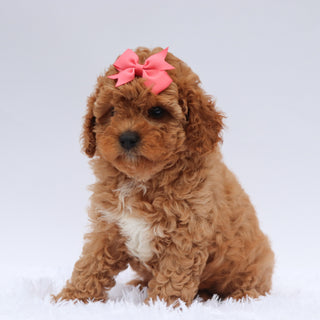 Molly - Available 7/23