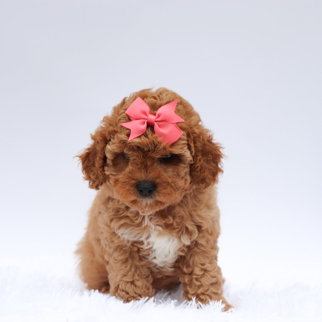 Molly - Available 7/23