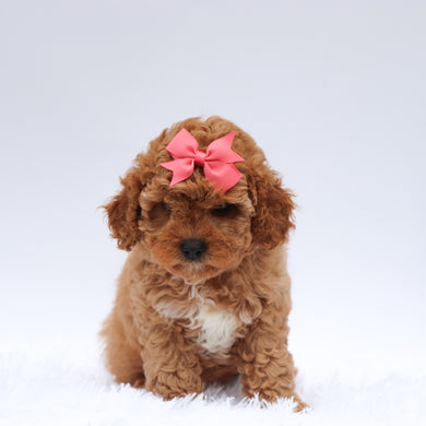 Molly - Available 7/23