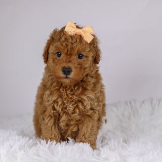 Monica - Available 11/26