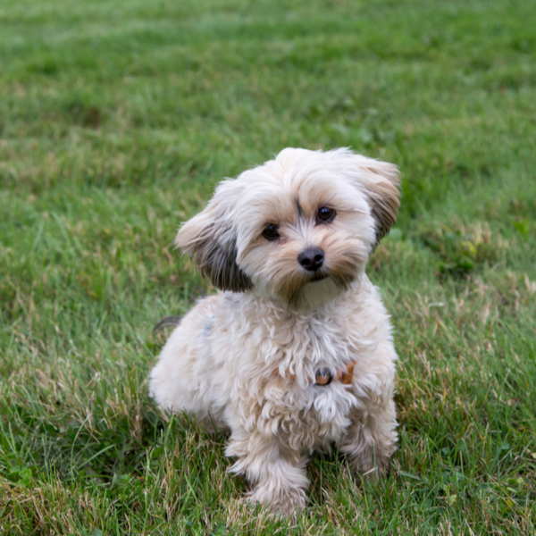 Teacup Morkie Puppies for Sale | Buy Toy Morkie Puppies