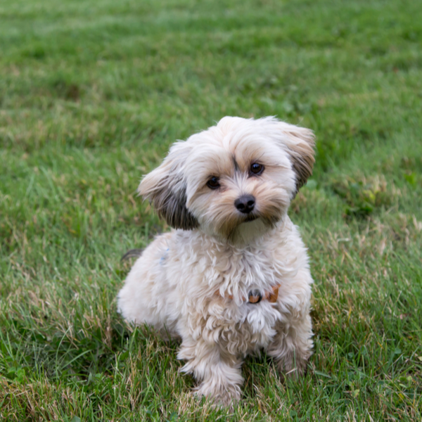 Teacup Morkie Puppies For