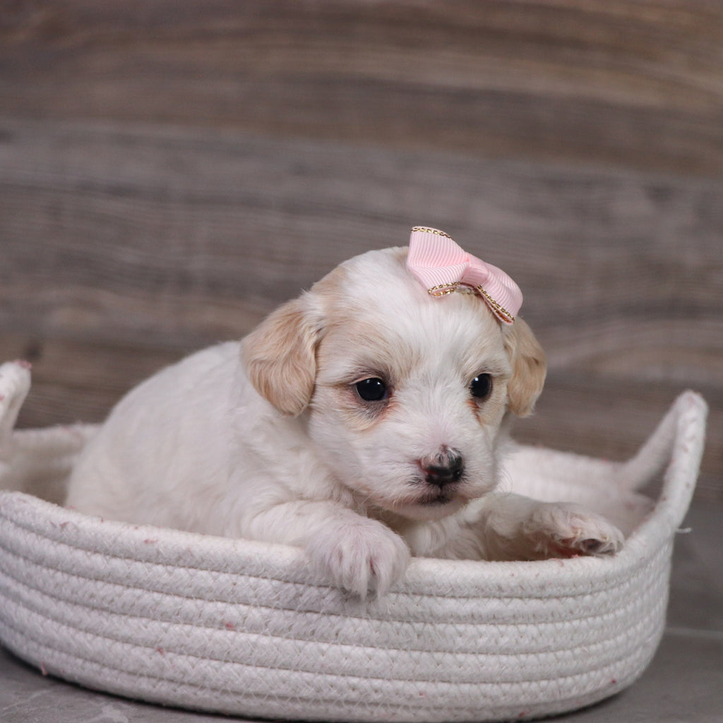 Moxie - Available 5/21