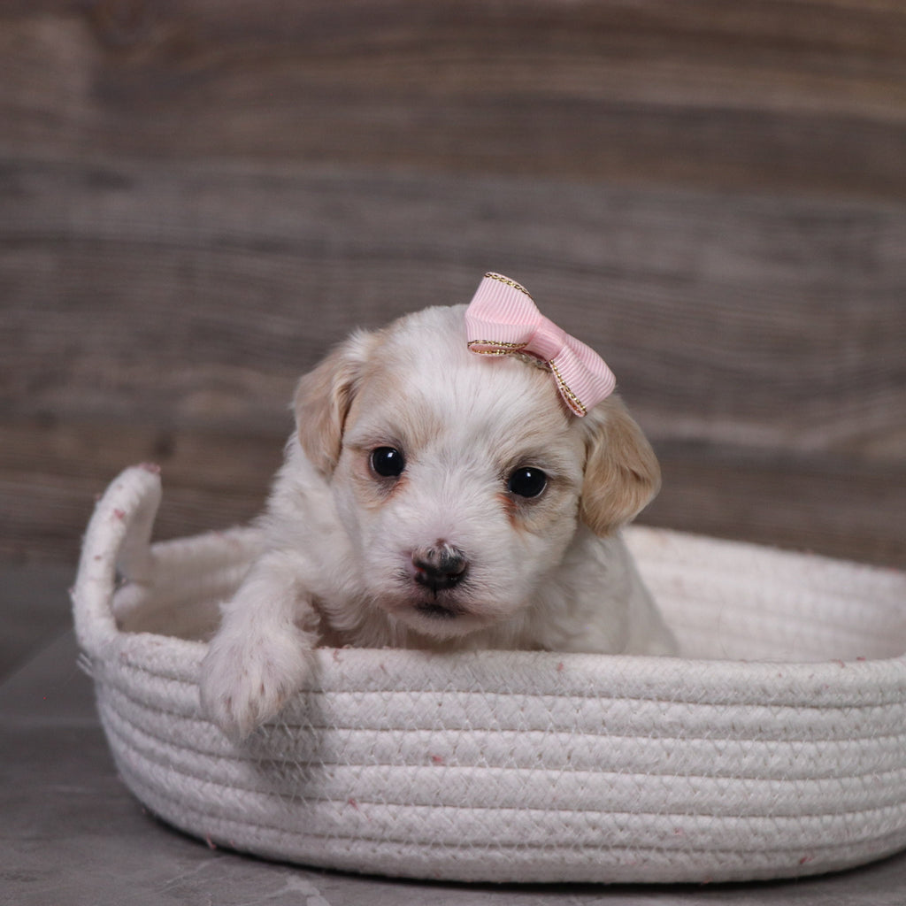 Moxie - Available 5/21