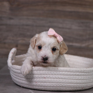Moxie - Available 5/21