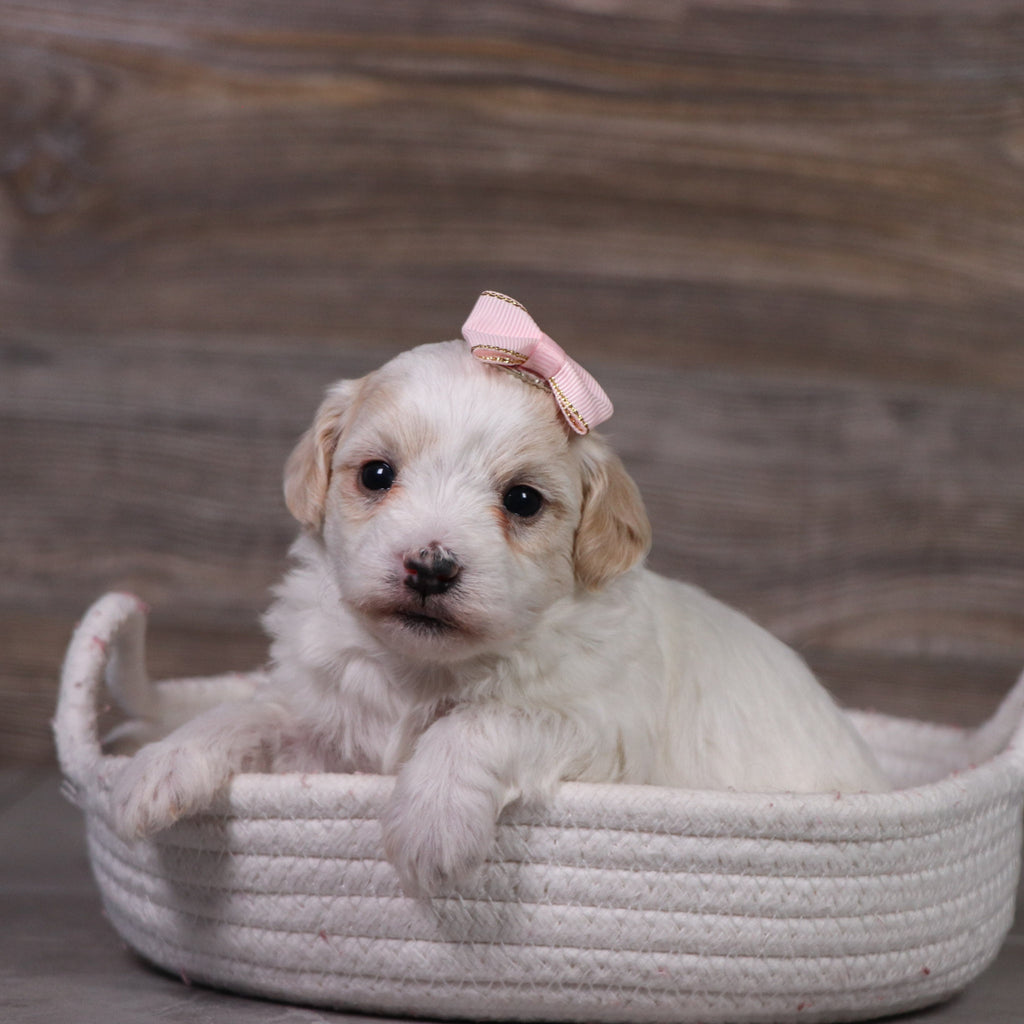 Moxie - Available 5/21