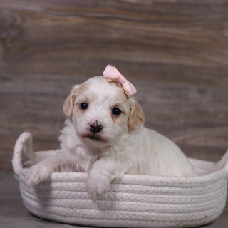 Moxie - Available 5/21