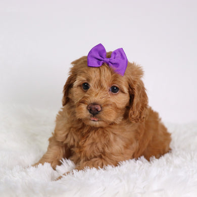 Moxie - Available 10/22