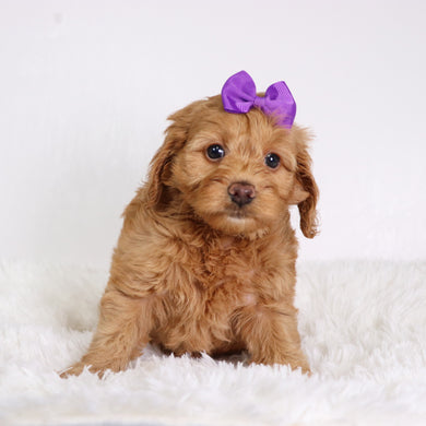 Moxie - Available 10/22