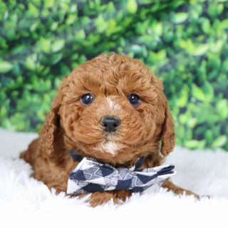 Murray - Available 12/17