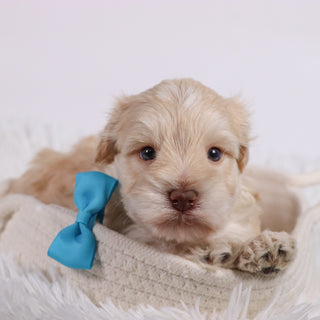 Myles - Available 11/5