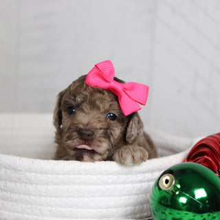 Nala - Available 1/28