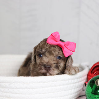 Nala - Available 1/28