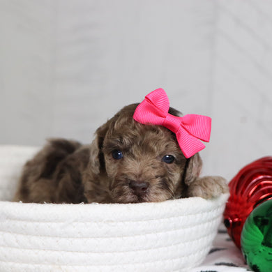 Nala - Available 1/28