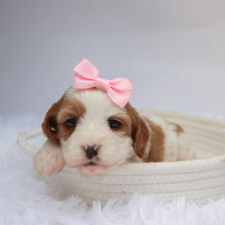 Nala - available 11/18