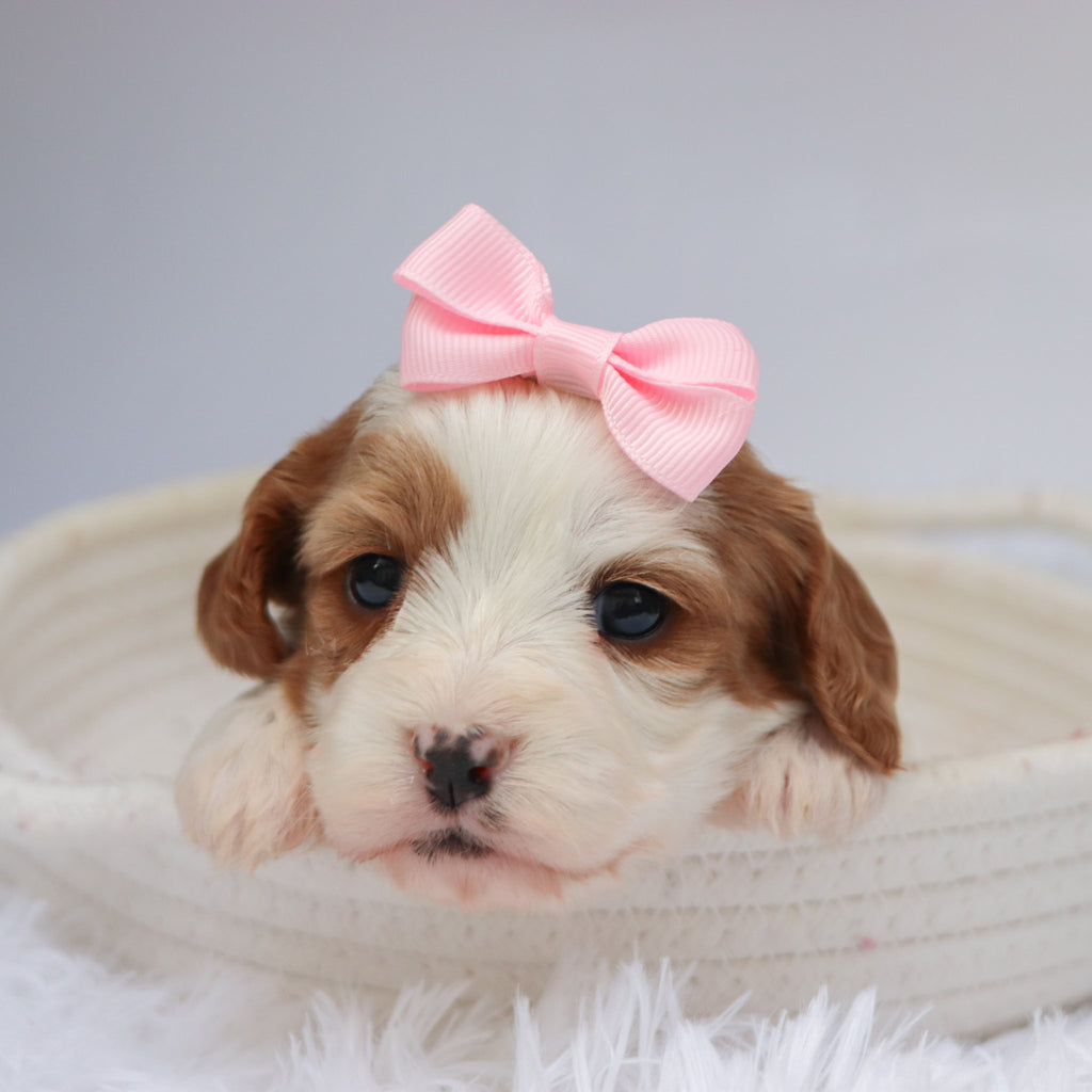 Nala - available 11/18