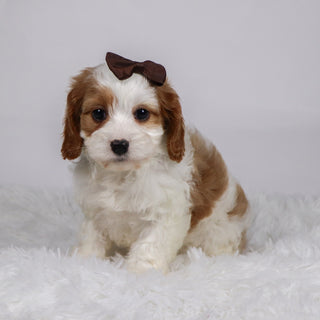 Nala - available 11/19