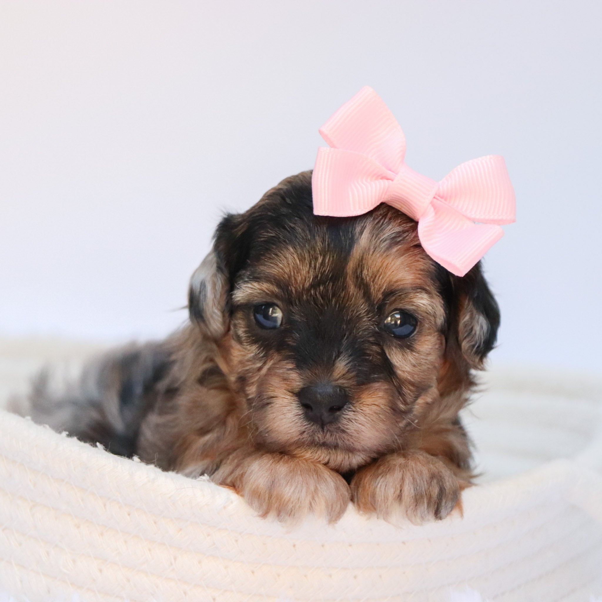 Yorkie Poo Toy Yorkie Rescue Toy Yorkie Poo For Sale Antonio -Male