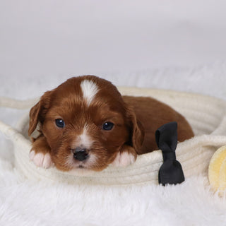 Neil - Available  12/17