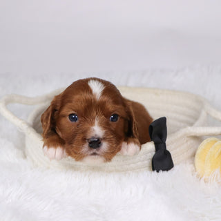 Neil - Available  12/17