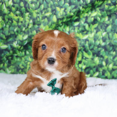 Neil - Available  12/17