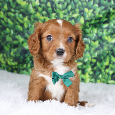 Neil - Available  12/17