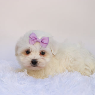 Nessie - Available 9/24