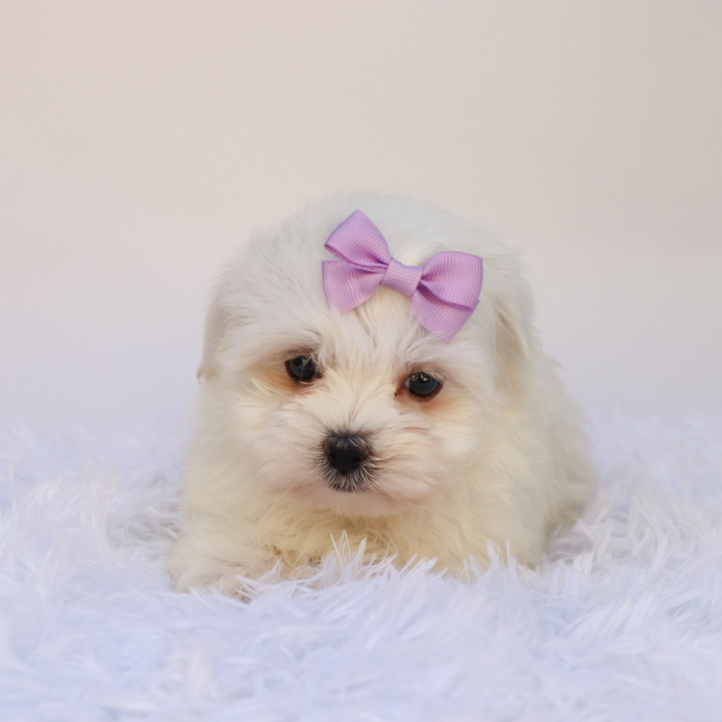 Nessie - Available 9/24