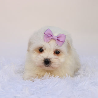 Nessie - Available 9/24