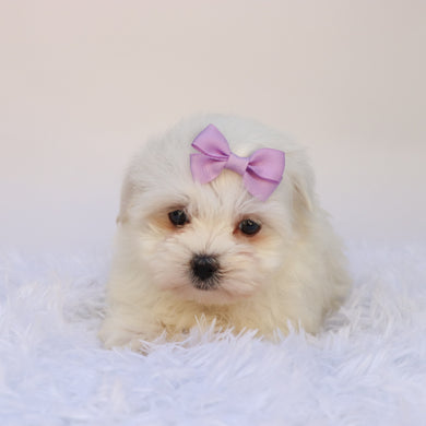 Nessie - Available 9/24