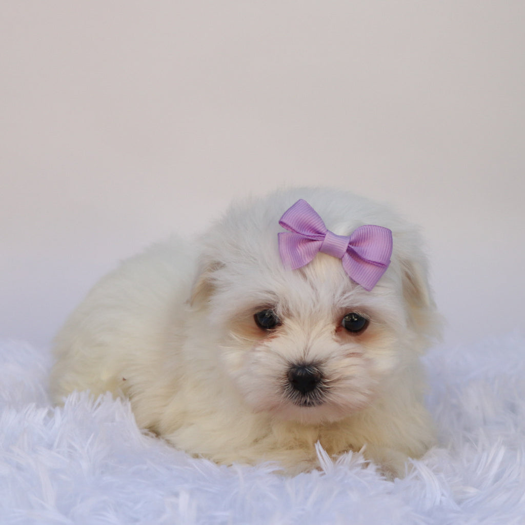 Nessie - Available 9/24