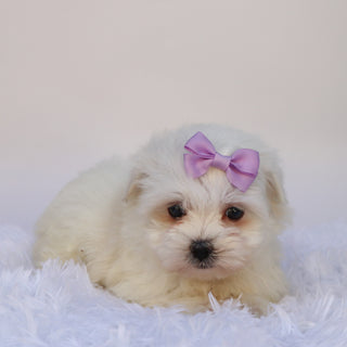 Nessie - Available 9/24