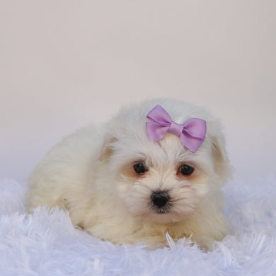 Nessie - Available 9/24