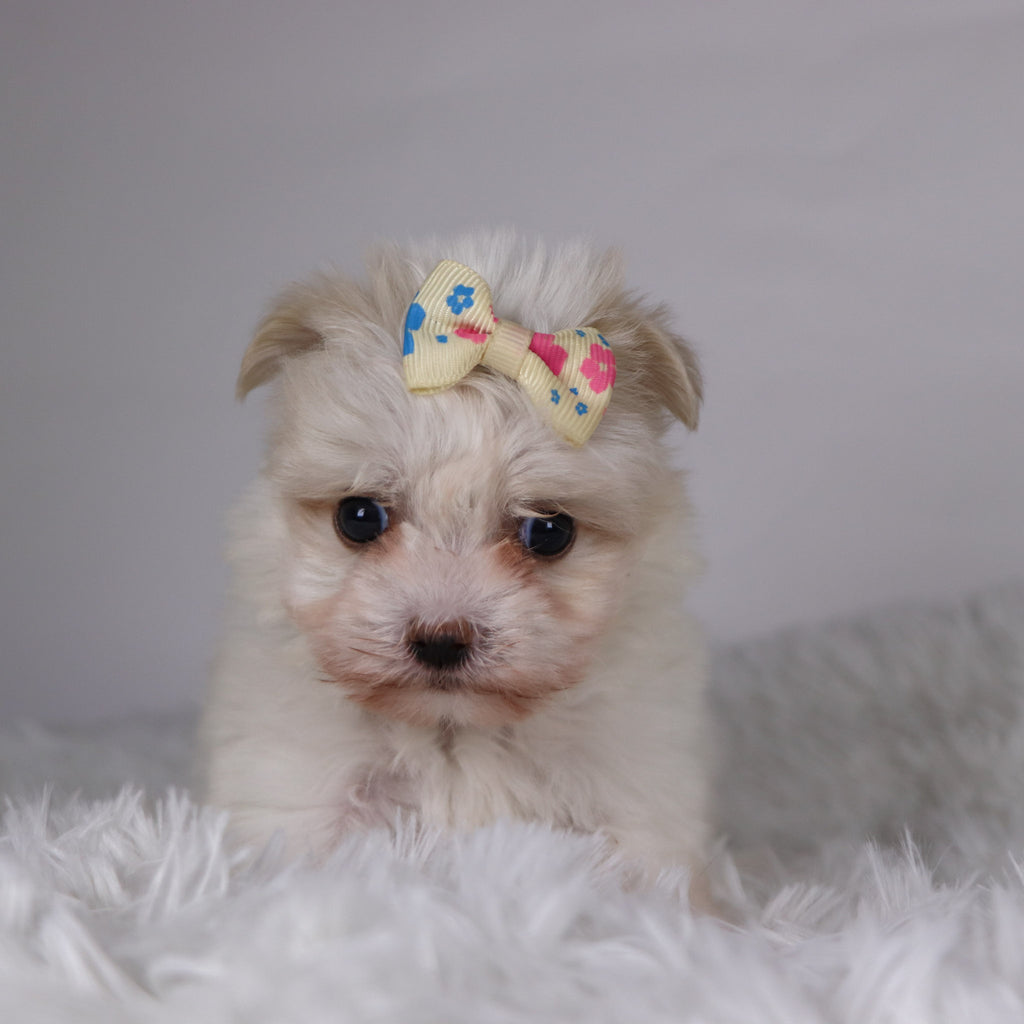 Nicki - Available 11/26