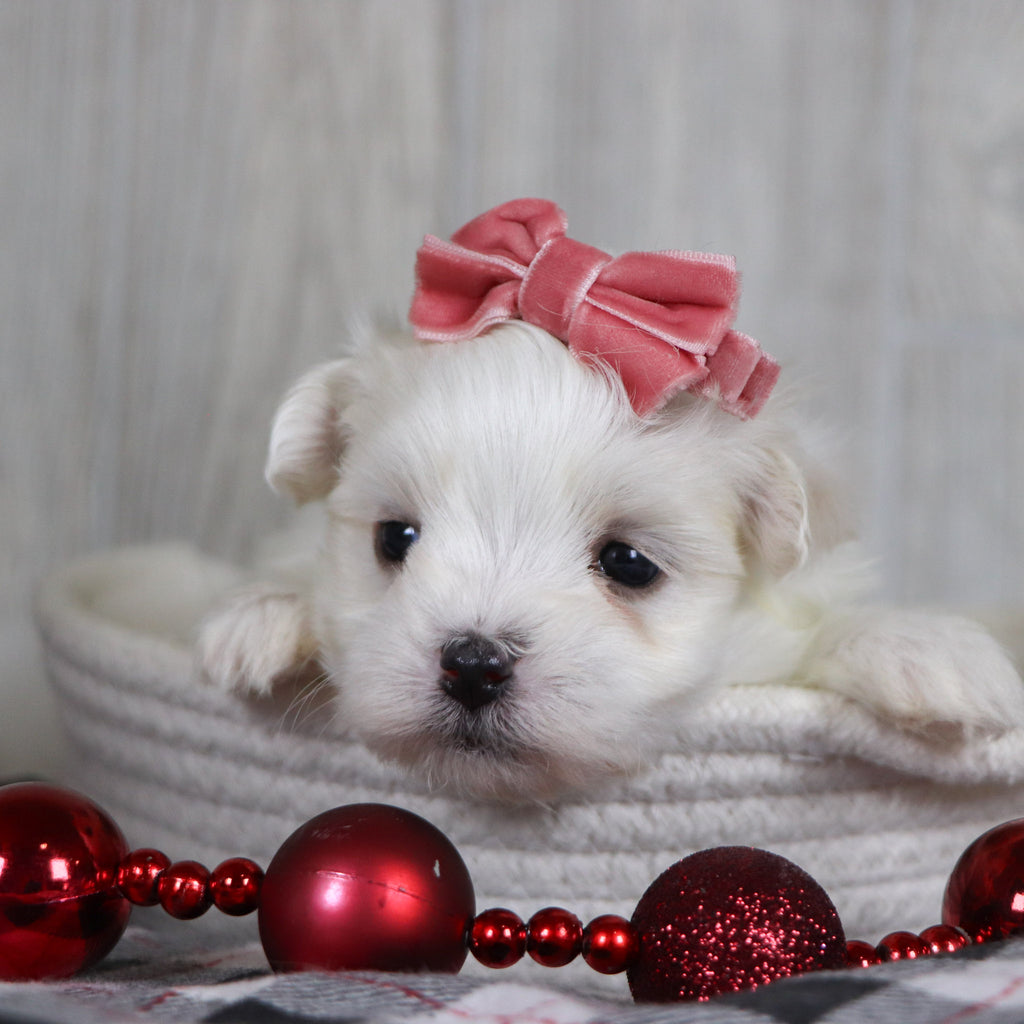 Nicole - Available 1/8